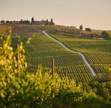À LA DÉCOUVERTE DES VIGNOBLES AUTOUR DE BORDEAUX