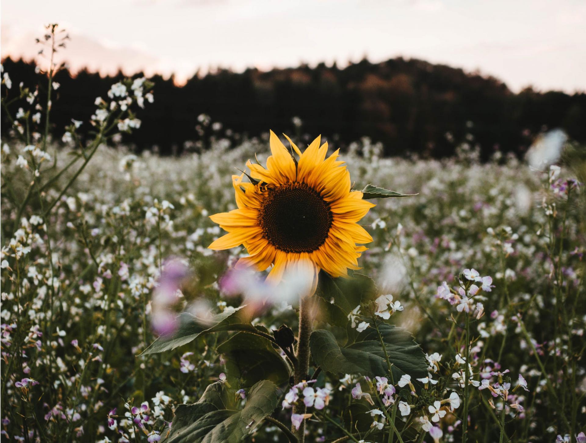 Les Actualités Bordelaises
